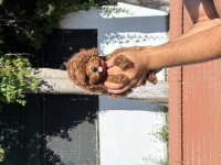 Orjinal red toy poodle