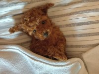 Tuvalet Eğitimli Toy Poodle
