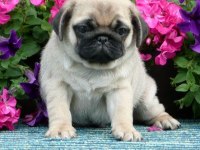Gelip Canlı Görebileceğiniz Pug Yavrularımız