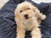 Köpeğimizin bütün bakımları aşıları yapılmıştır