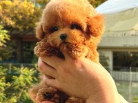 Korean Toy Poodle Yavrularım