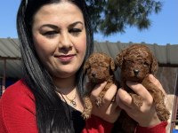 Ufacık Kilo Garantili Toy Poodle Yavrularım