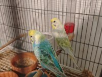 Rainbow muhabbet kuşlarımız