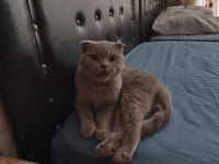 Scottish fold kızımıza eş arıyoruz