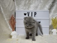 Safkan Top Kafa Scottish Fold Yavrumuz