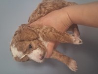 Güzeller güzeli maltipoo