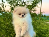 Teddy face pomeranian
