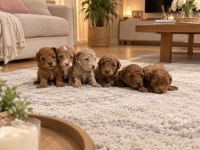 Poodle Küçük Kurabiyeler