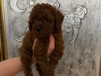 Toy poodle bebekler orijinal