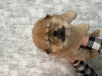 Dişi 6 Mart Doğumlu Chow Chow