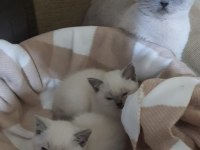 British Shorthair 50 günlük bebekler