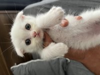British Shorthair Yavru Kediler