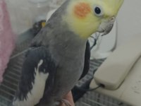 Grey sultan papağanı 2.5 yaşında ve konuşuyor