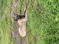 Orjinal Safkan Kangal