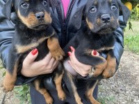 Şecereil rottweiler bebeler