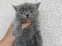 British shorthair yavrularımız