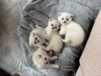 Yavru Scottish Fold Kediler