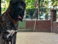 Yaşını doldurmamış erkek cane corso