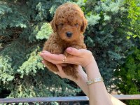 RED BROWN TOY POODLE BEBEKLER