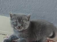 Kedilerime Yuva Arıyorum