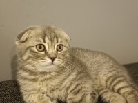 Scottish fold prensesim yeni yuvasını arıyor