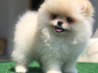 3 aylık 2 dişi üst kalite orijinal Pomeranian boo
