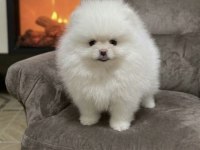 KAR BEYAZ POMERANİAN BOO TEDDY BEAR YAVRULARIM