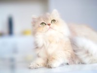 British Longhair AY25 Dişi