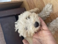 Yavru maltipoo poodle