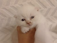 Scottish fold güzellikler teslime hazır