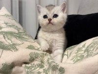 Yavru british shorthair ve scottish shorthair kedilerimiz