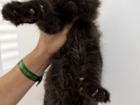 XXXL siyah erkek maine coon