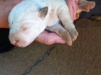 ANNE BABA KÜÇÜK IRK FİNO KÖPEĞİ YAVRULARI