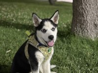 5 aylık husky