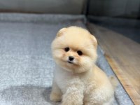 Bebek gibi bi pomeranian boo