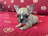 Sağlıklı Irk Garantili French Bulldog Yavrular