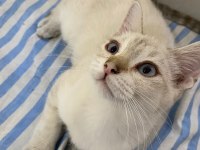 Acil Pamuk gibi bir bebek british shorthair