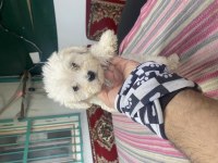 DÜNYA GÜZELİ MALTESE BEBEKLER
