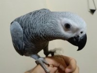 Yerli üretim full evcil 4 aylık bebek jako papağanı