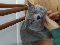Aşıları tam british shorthair