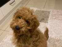 Çipli Aşılı Dişi Büyük Toy Poodle Yavrumuz