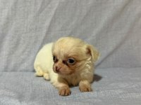 Chihuahua köpeklerimiz