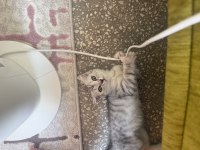 Scottish fold 2 aylık
