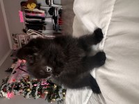 Siyah Dünyalar Tatlısı British Shorthair Yavrumuza Yuva