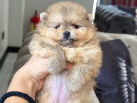 Dişi ve erkek pomeranian boo kardeşler