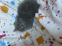 British longhair bebek kediler