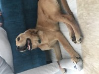 5 aylık sereceli golden retriever