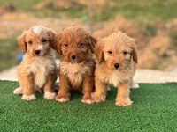 RENK GÜZELİ MALTİPOO YAVRULAR