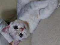 british shorthair erkek