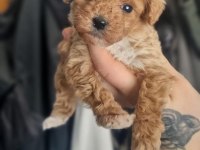 Özelini İsteyenlere Toy Poodle Bebekler